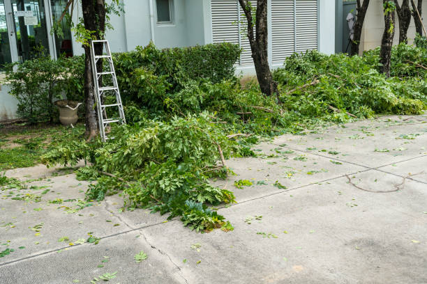 Residential Tree Removal in St George, SC